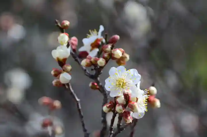 清凉寺(京都府)