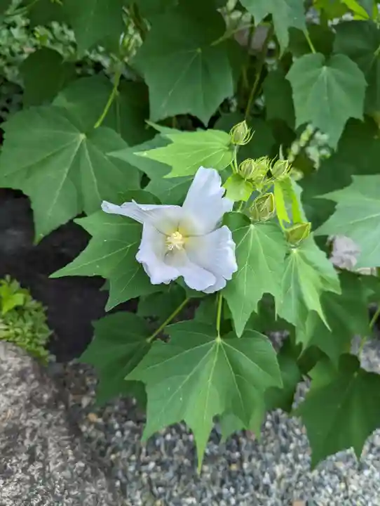 休務寺(京都府)