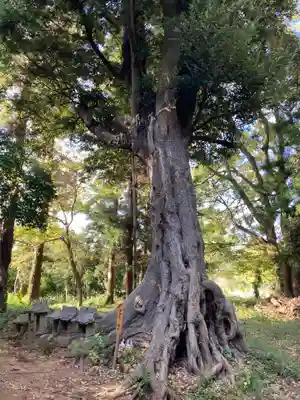 星宮神社の自然