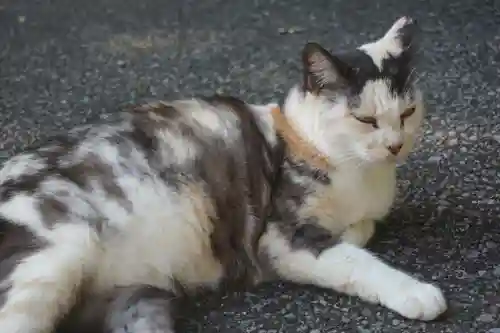 唐澤山神社の動物