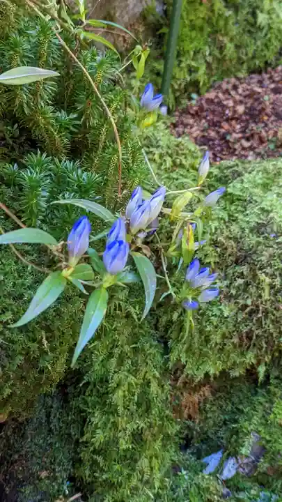 古知谷阿弥陀寺(京都府)