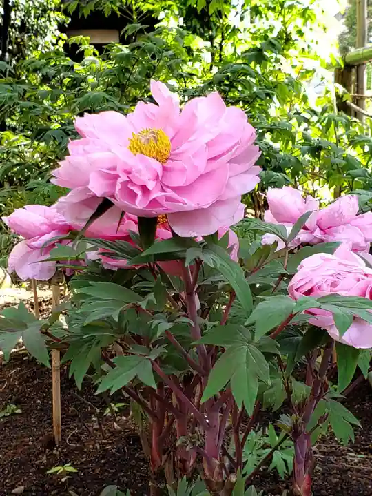 東長谷寺 薬王院の自然
