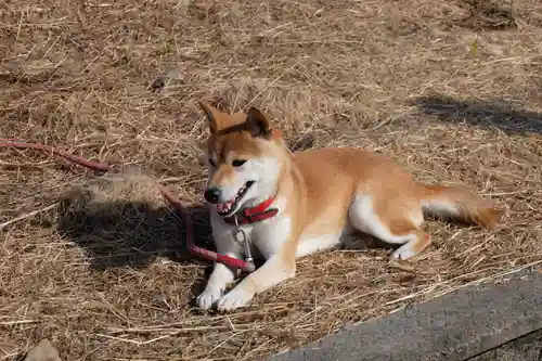 樫本神社（大原野神社境外摂社）(京都府)