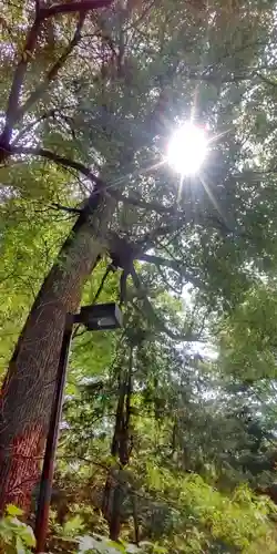 阿佐ヶ谷神明宮(東京都)