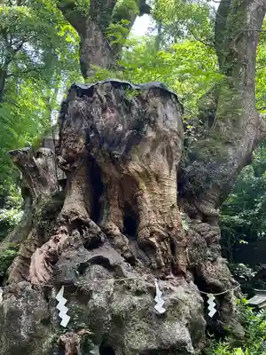 來宮神社(静岡県)