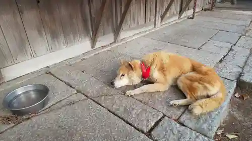 縣神社の動物