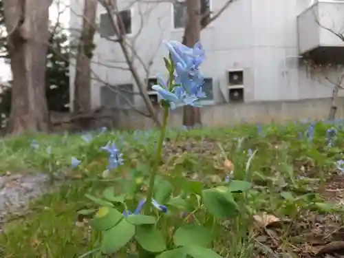 新琴似神社の自然