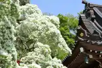 深大寺の{uncategorized: "未分類", other: "その他", undefined: "問題あり", building: "その他建物", grave: "お墓", sacred_gate: "鳥居", guardian: "狛犬", statue: "像", buddha: "仏像", history: "歴史", nature: "自然", garden: "庭園", animal: "動物", pagoda: "塔", temizu: "手水舎", mountain_gate: "山門・神門", sanctuary: "本殿・本堂", subordinate: "末社・摂社", art: "芸術", scenery: "景色", jizo: "地蔵", ema: "絵馬", goshuin: "御朱印", omikuji: "おみくじ", items: "授与品その他", amulet: "お守り", goshuincho: "御朱印帳", eats: "食事", festival: "お祭り", votive_dance: "神楽", shichigosan: "七五三参", wedding: "結婚式", experience: "体験その他", initially: "初詣", around: "周辺", anti_infection: "感染症対策"}