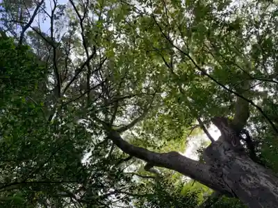 白山神社の自然
