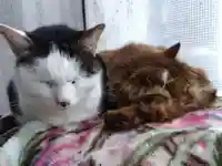 御誕生寺(猫寺)(福井県)