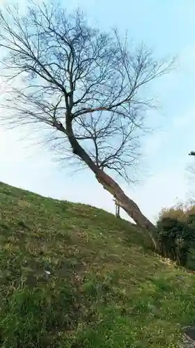 御井神社の自然