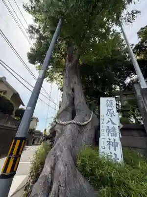 篠原八幡神社(神奈川県)
