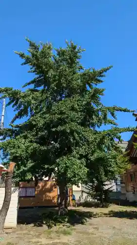 札幌村神社(北海道)