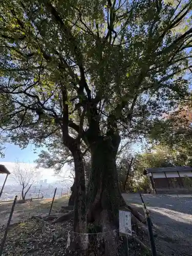 千栗八幡宮(佐賀県)