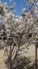 墨染寺（桜寺）の自然