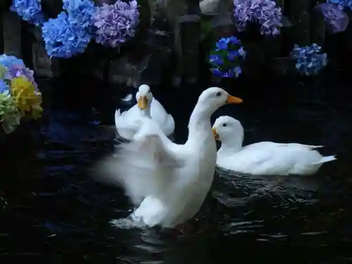 楽法寺（雨引観音）の動物