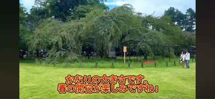 賀茂別雷神社(上賀茂神社)(京都府)