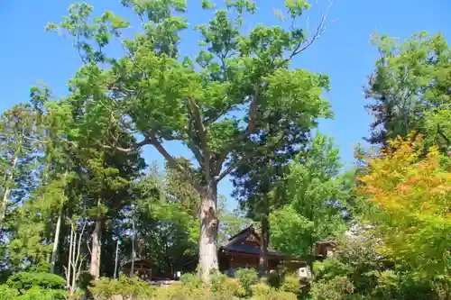 阿久津「田村神社」（郡山市阿久津町）旧社名：伊豆箱根三嶋三社の景色