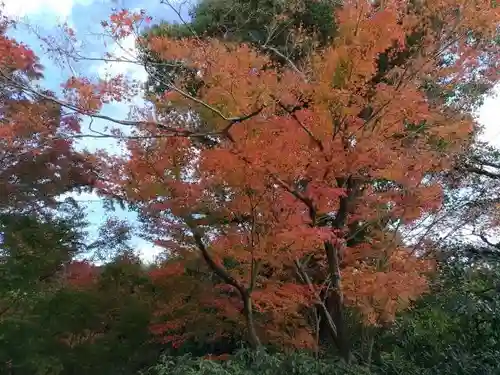 平等院の自然