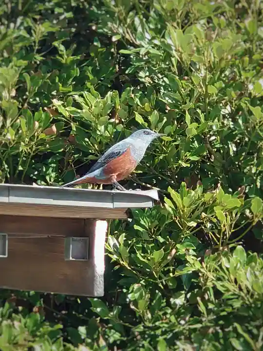 聖天神社(聖天上人像社)(神奈川県)