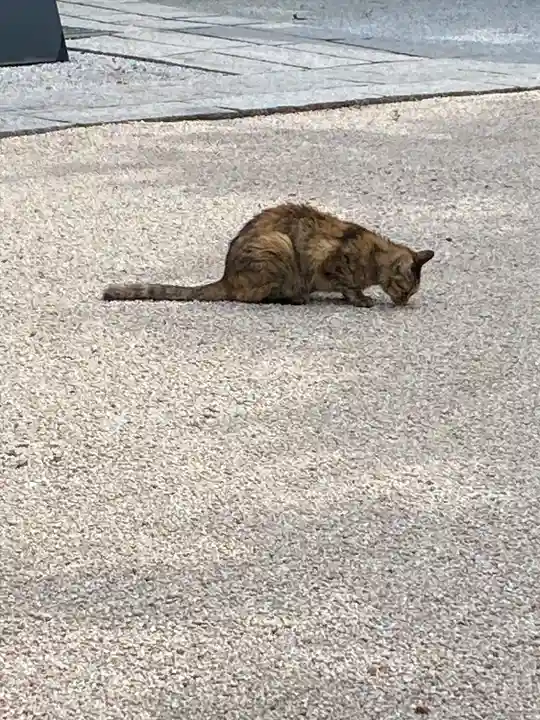 足立山妙見宮(御祖神社)の動物