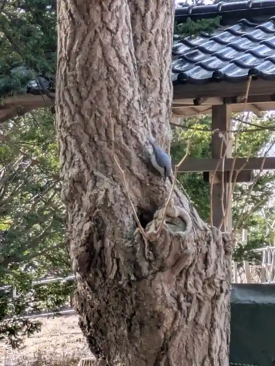 神山稲荷神社の{uncategorized: "未分類", other: "その他", undefined: "問題あり", building: "その他建物", grave: "お墓", sacred_gate: "鳥居", guardian: "狛犬", statue: "像", buddha: "仏像", history: "歴史", nature: "自然", garden: "庭園", animal: "動物", pagoda: "塔", temizu: "手水舎", mountain_gate: "山門・神門", sanctuary: "本殿・本堂", subordinate: "末社・摂社", art: "芸術", scenery: "景色", jizo: "地蔵", ema: "絵馬", goshuin: "御朱印", omikuji: "おみくじ", items: "授与品その他", amulet: "お守り", goshuincho: "御朱印帳", eats: "食事", festival: "お祭り", votive_dance: "神楽", shichigosan: "七五三参", wedding: "結婚式", experience: "体験その他", initially: "初詣", around: "周辺", anti_infection: "感染症対策"}