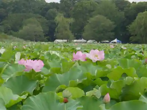 寛永寺不忍池弁天堂の庭園