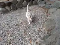 八幡社(柏井町)の動物