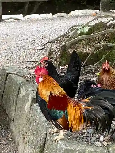 石上神宮の動物