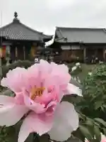 真言宗 善通寺派 薬王寺(香川県)