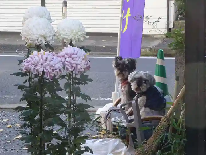 菊名神社の動物