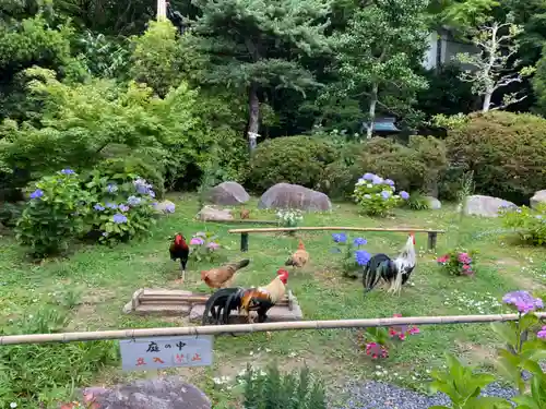 観音寺の動物