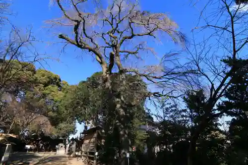 三島八幡神社の庭園