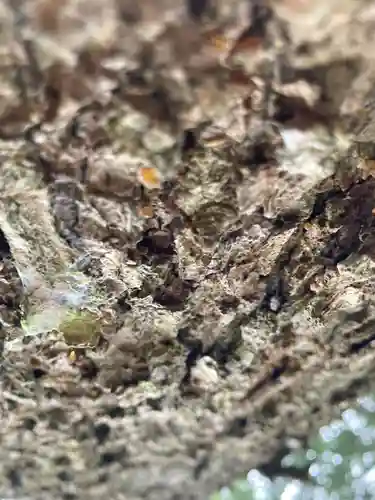 劔之宮王子神社の自然