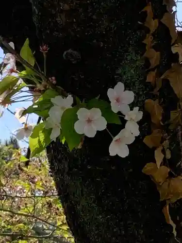 日切地蔵尊の自然