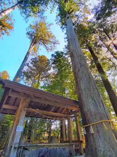 椿大神社の手水舎