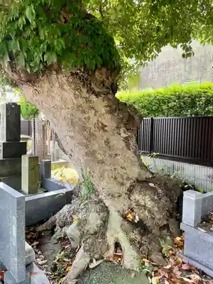 本興寺(神奈川県)