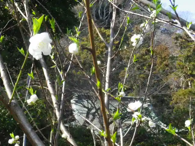 御霊神社の自然