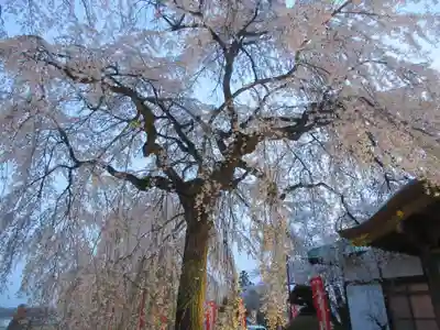 身照寺(岩手県)