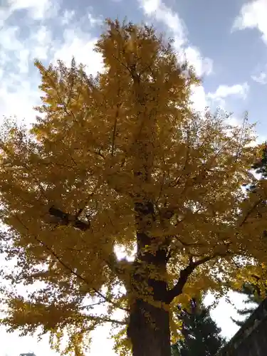 福井神社(福井県)