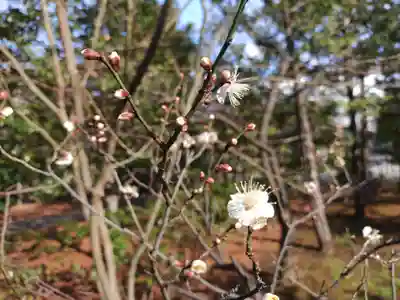 祥雲寺の自然