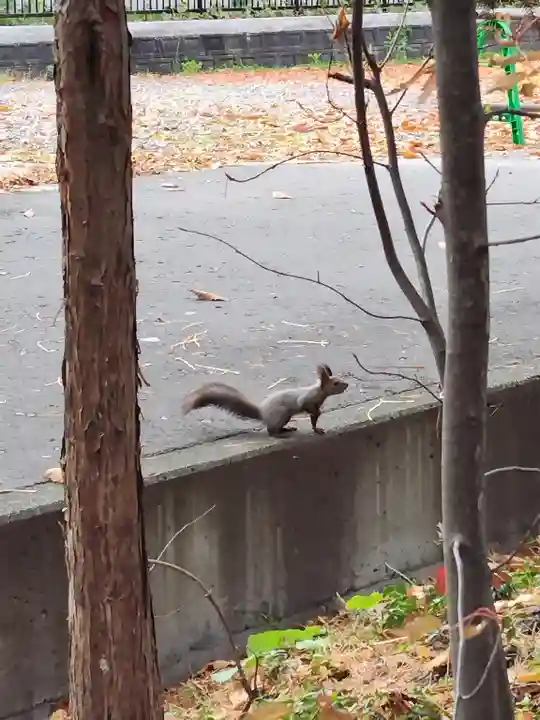 東神楽神社の動物