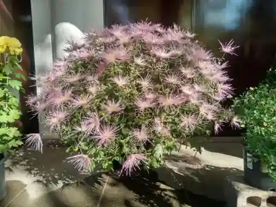 駒込天祖神社(東京都)