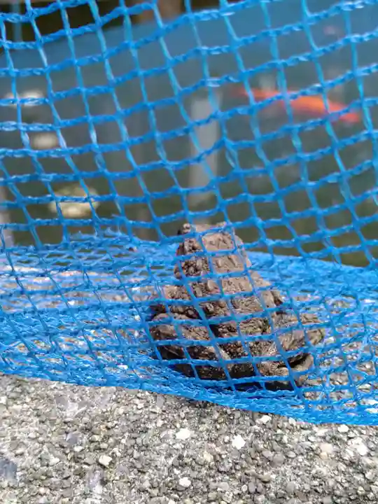 石内のお大師さん 金剛院の自然