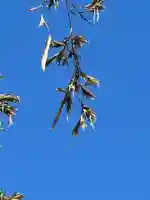 国宝 大法寺(長野県)