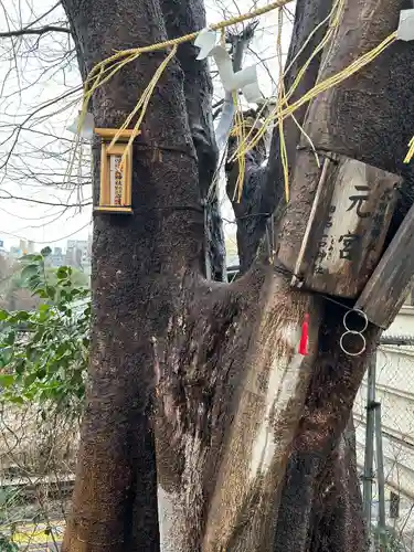 湯島聖堂の自然