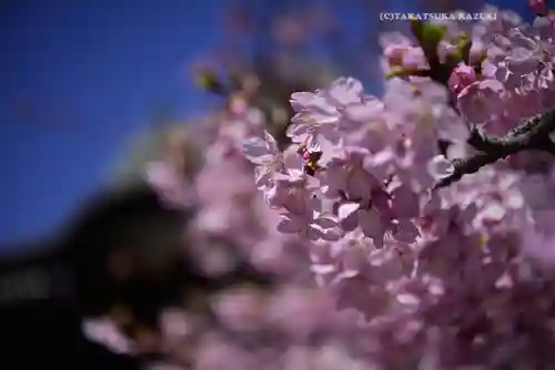 桜神宮(東京都)