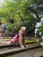 尊永寺の動物