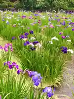 本土寺(千葉県)