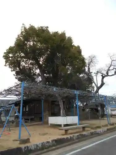 梅田菅原神社の自然
